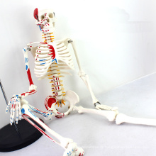 SKELETON04 (12364) modèle de squelette de la Science médicale 85cm avec le muscle peint pour la Science médicale, meilleur cadeau pour l&#39;orthopédiste
